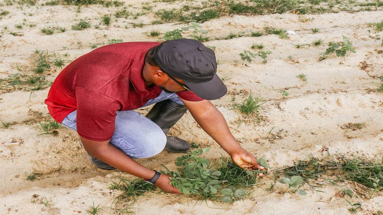 Starlink connecting large farm operations in Ebonyi State Nigeria