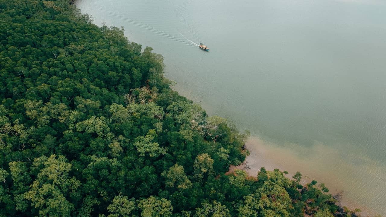 Tall Starlink mast clearing forest canopy in Niger Delta Nigeria